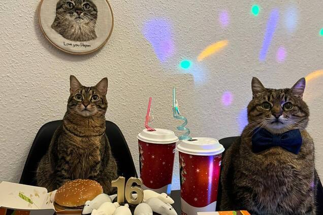 С тортом с мышами и в фирменной позе: как кот Степан отметил свой 16-й день рождения. Фото
