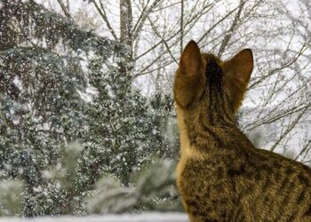 Похолодання, снігопади, вітер: синоптикиня назвала дату, коли в Україні різко погіршиться погода. Карта