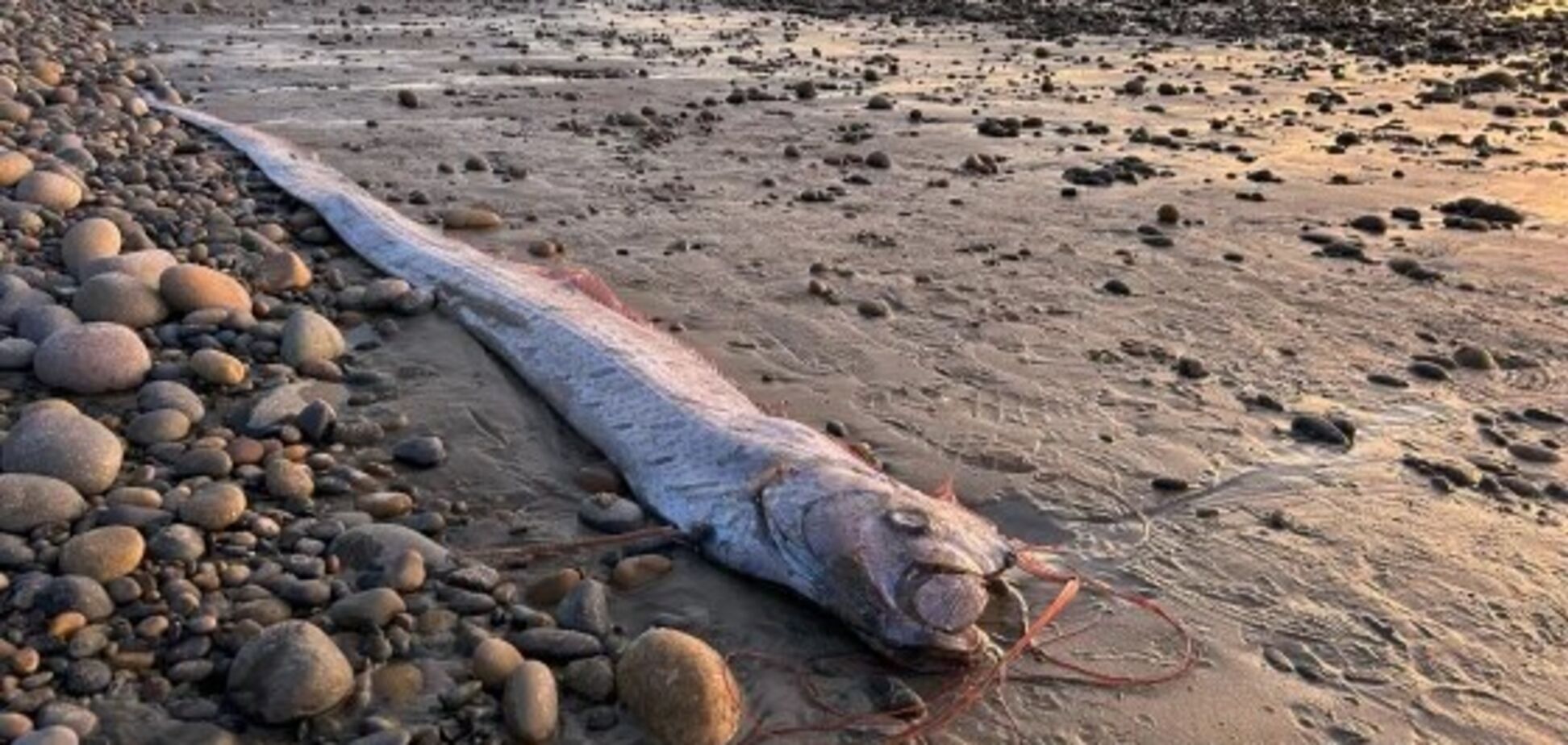 На пляж у Каліфорнії викинуло 3-метрову рибу, яку називають 'провісником катастроф'. Фото