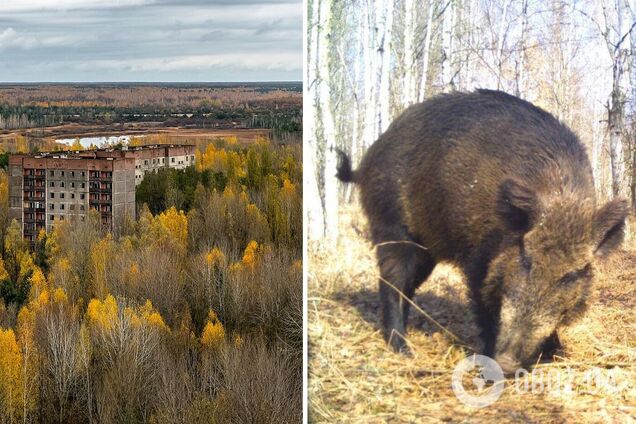 Весят до 200 кг: в сети показали жителей Чернобыльской зоны, очень опасных для людей. Фото