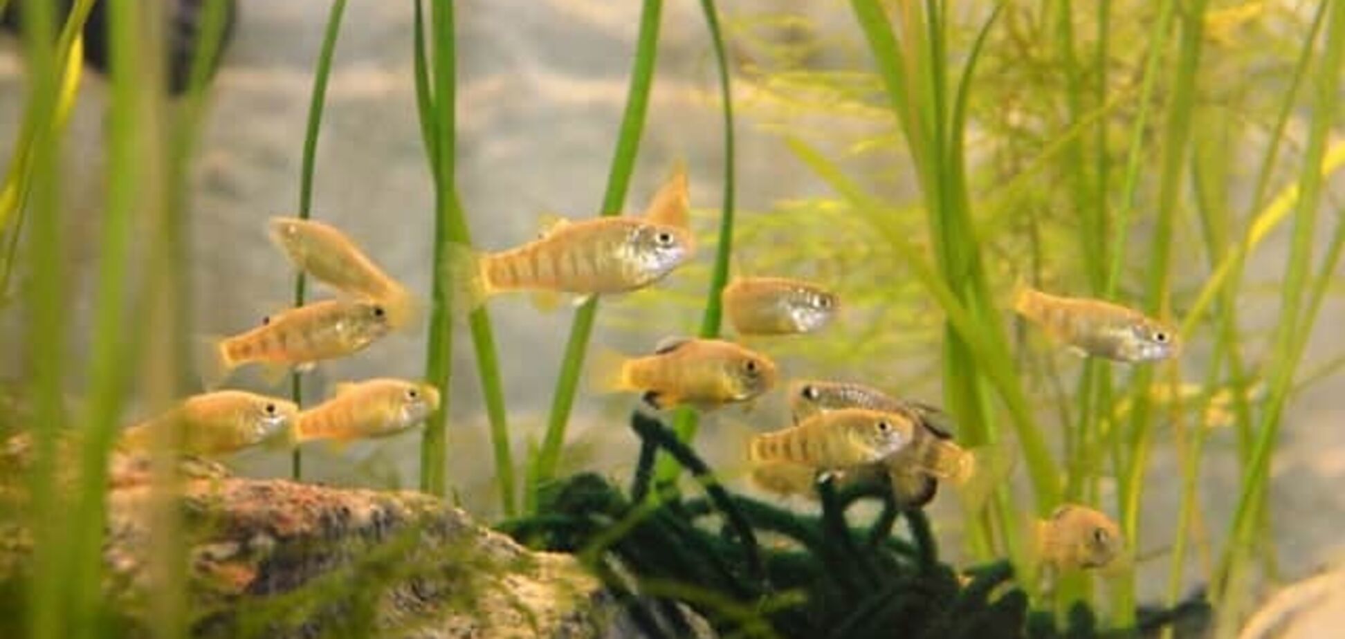 Британський зоопарк врятував від вимирання найсамотнішу рибу у світі. Фото