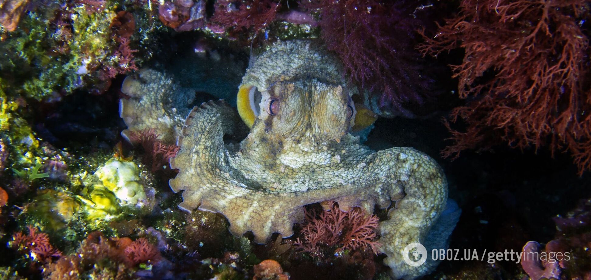 Ученый назвал неожиданное существо, готовое захватить мир, если люди вымрут. И это не тараканы