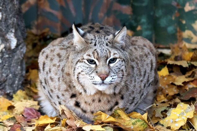 Пять лет жил в ужасных условиях: в зоопарке Киева реабилитировали и показали нового жителя из семейства кошачьих. Фото и видео