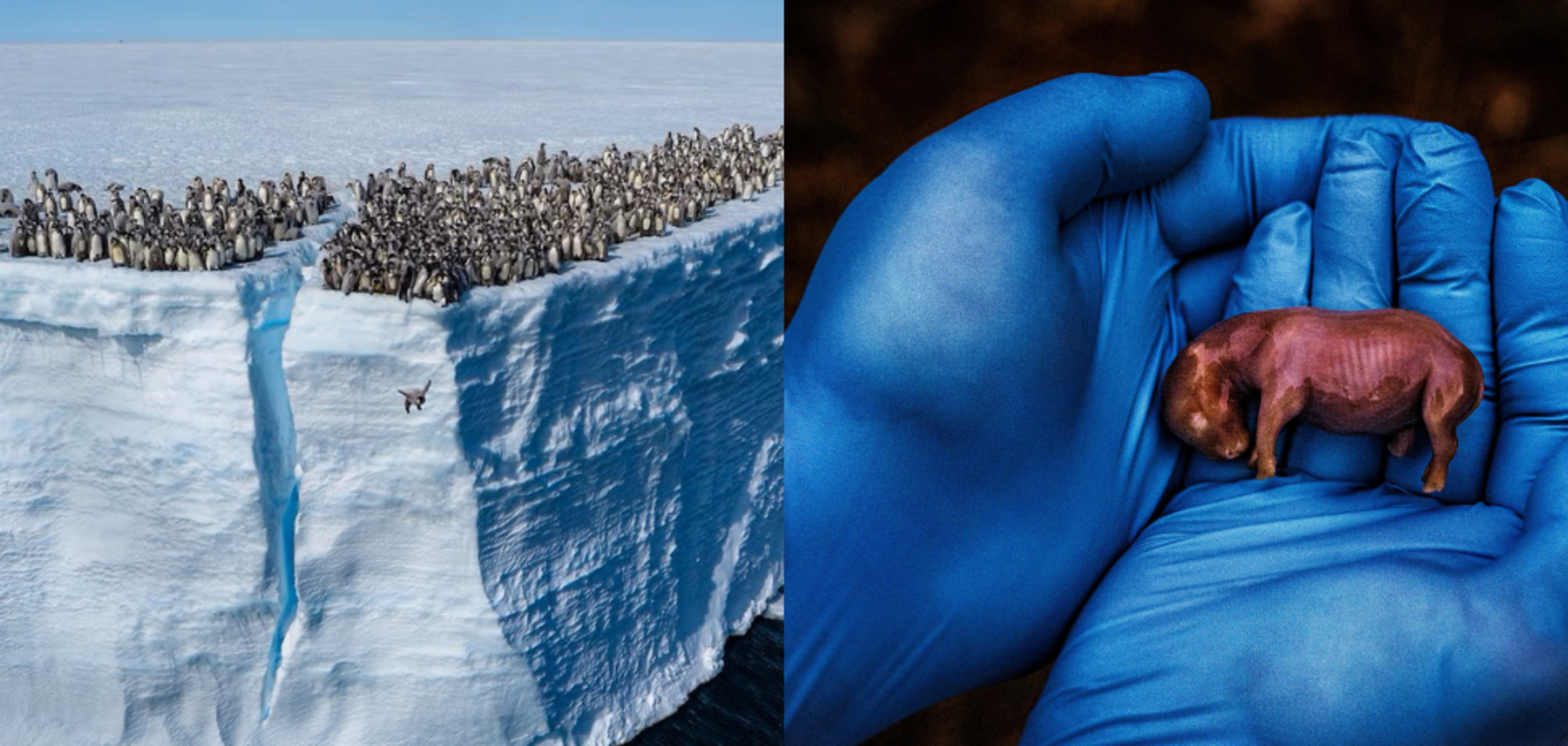 Плод носорога, взрыв вулкана и прыгающий со скалы пингвин: National Geographic показал лучшие фото 2024 года