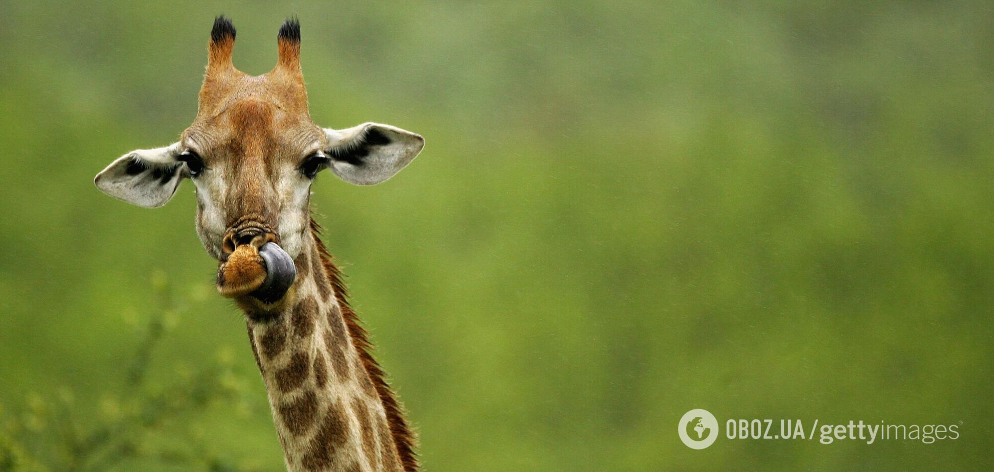 Жирафи можуть зникнути з лиця Землі: екологи забили на сполох