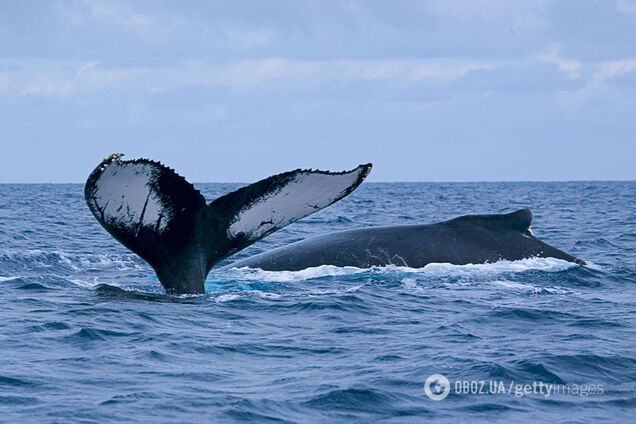 Ученые впервые исследовали слух китов и были шокированы результатом: как воспринимают мир одни из самых умных животных на Земле