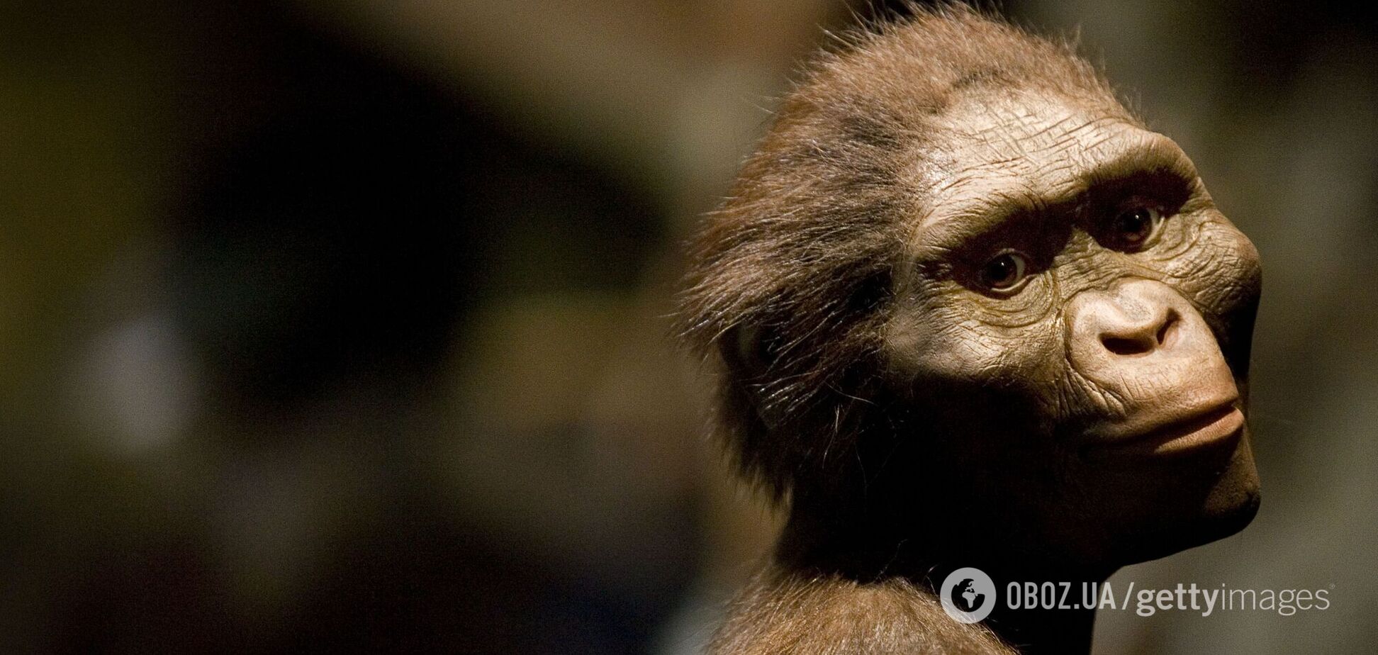 Люси испытывала страх: исследователи рассказали о последних часах жизни самого известного предка человека