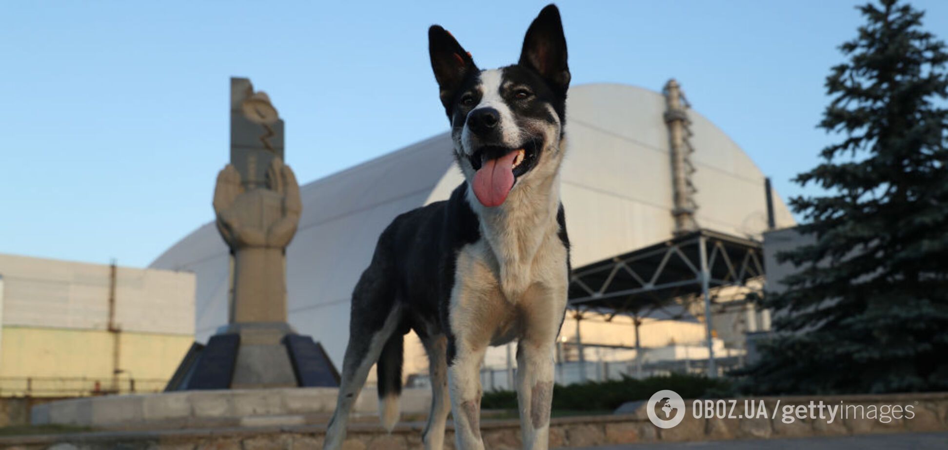 Чернобыльская зона пригодна для жизни? Ученые, изучающие черных лягушек-мутантов, ошеломили выводом