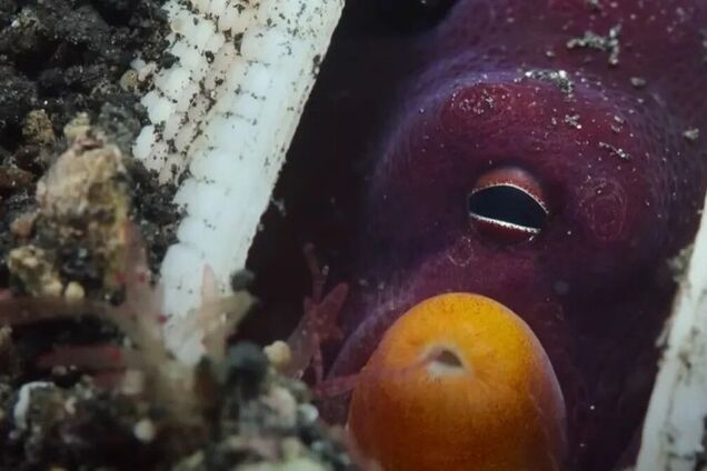 Заховався в мушлі та закидав рибу камінням: режисери нового серіалу Netflix зафіксували унікального восьминога-снайпера
