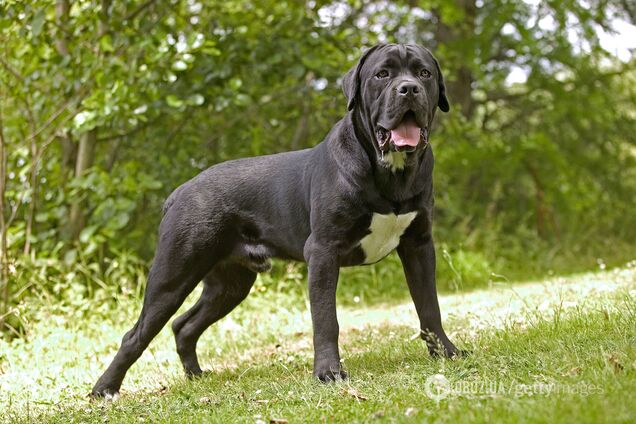 Кинолог назвал две породы собак с самым плохим поведением