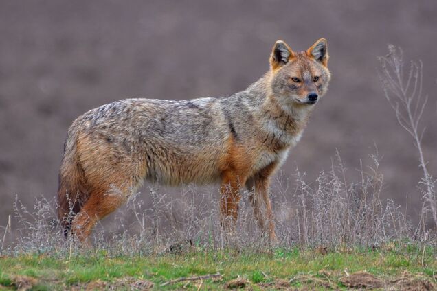 На Прикарпатье заметили животных, похожих на шакалов: что это за хищники и какую угрозу представляют для людей