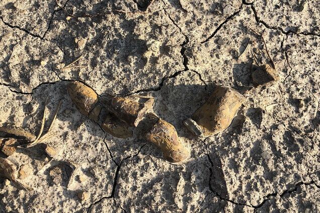 Знайдений у Польщі скам'янілий кал динозаврів, які жили 200 мільйонів років тому, приголомшив вчених: що показало дослідження