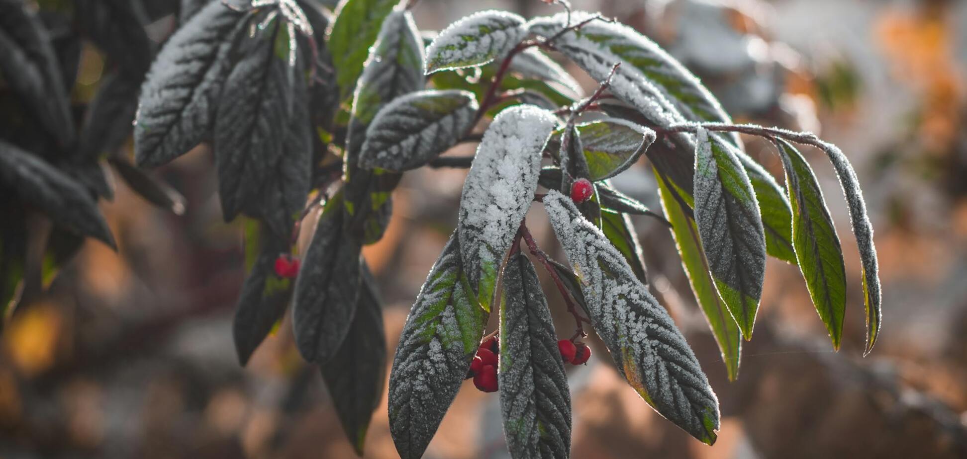 Мокрый снег и густой туман: чем удивит погода в Украине в последний день осени