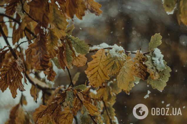 В Киеве выпал первый снег. Видеофакт