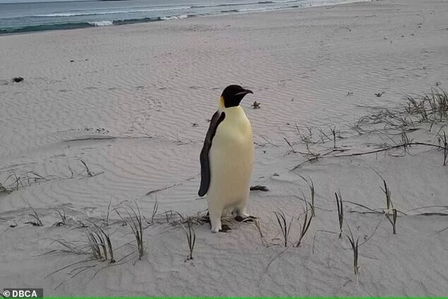 'Что это выходит из воды?' Императорский пингвин преодолел почти 3400 км из Антарктиды в Австралию и побил мировой рекорд