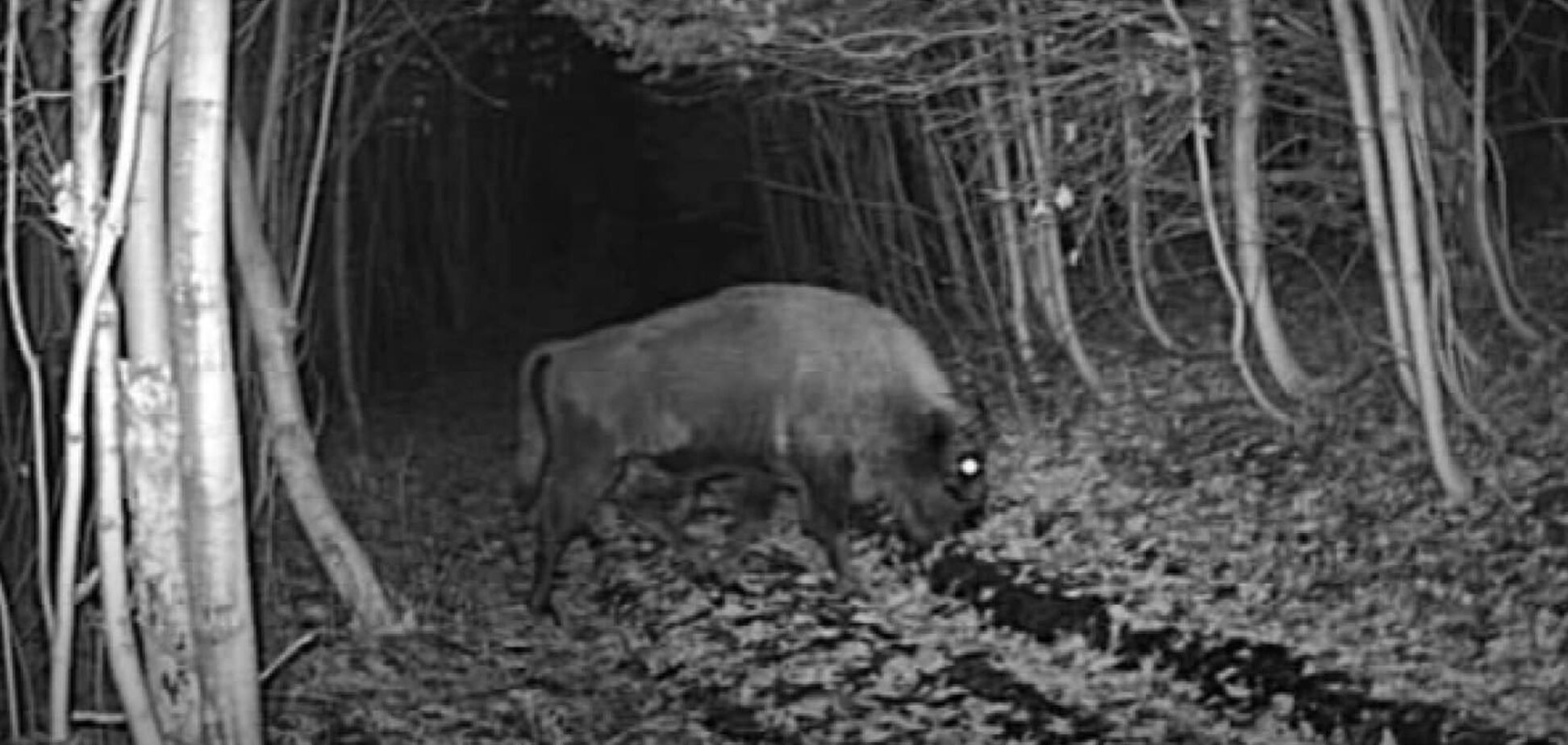 В ГПСУ показали зубра, посетившего Украину из Словакии, и предупредили об опасности. Фото