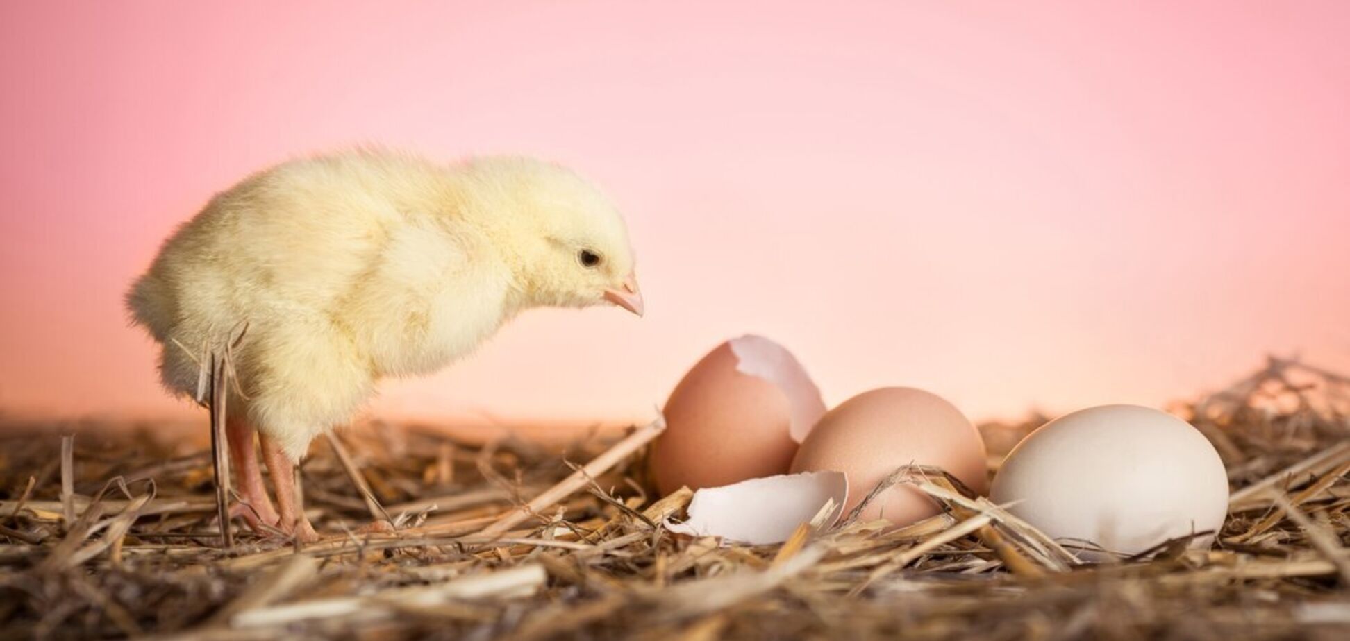Кто появился первым: курица или яйцо? Ученые наконец-то разгадали философскую загадку