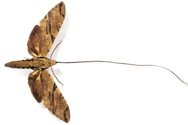 Как выглядит насекомое с самым длинным языком в мире: его нашли в лесах Мадагаскара. Фото