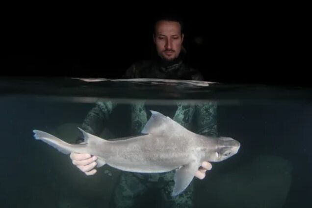 Чрезвычайно редкую белую акулу обнаружили у Албании. Фото