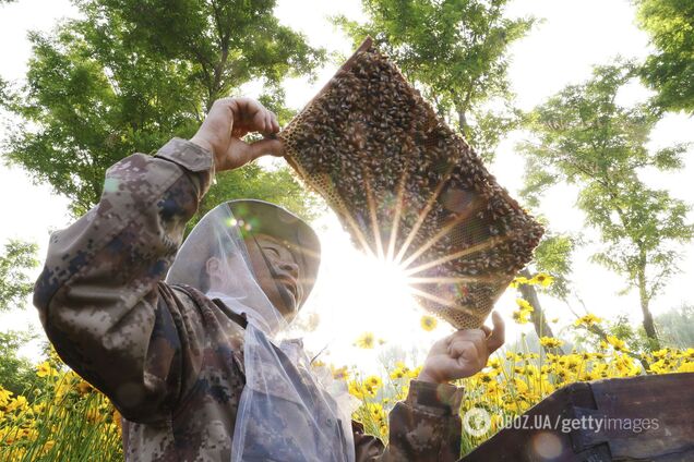 Що бджоли можуть розповісти нам про забруднення поблизу: відповідь криється в їхньому меді