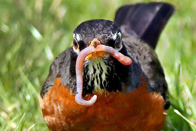 Чому черв'яки вилазять на дорогу під час дощу