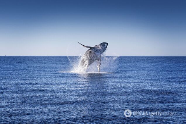 'Цей погляд був одним із найемоційніших моментів у моєму житті': фотограф зняв око кита великим планом. Неймовірні кадри