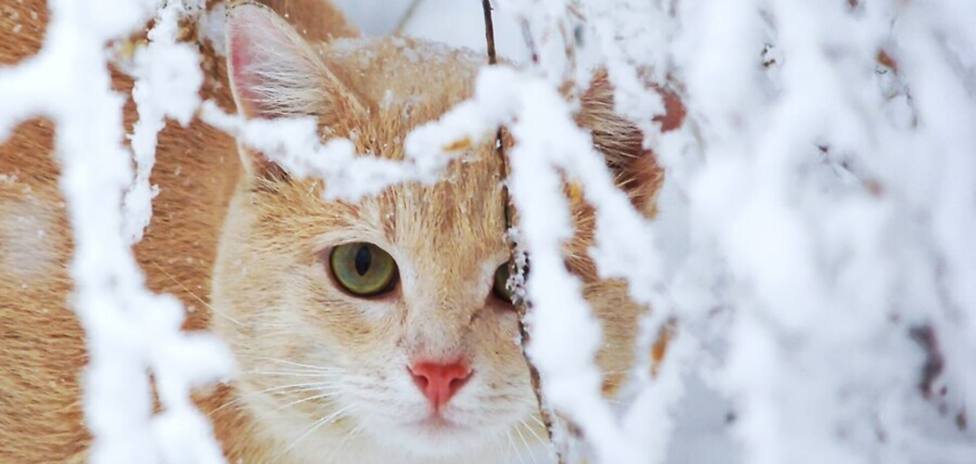 В Україну підкрались морози, але це не найбільша проблема: у Гідрометцентрі уточнили прогноз погоди на п'ятницю, 13 грудня