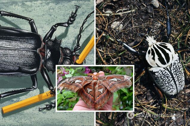 10 самых больших насекомых в мире: некоторые из них могут испугать даже опытных энтомологов