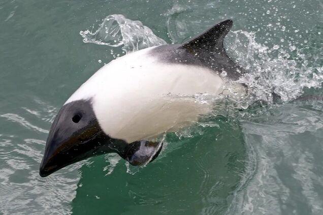 Який вигляд має дельфін-панда, що любить плавати вниз головою. Фото змусять вас усміхнутись