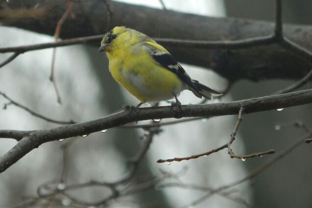 Аномальная 'весна' во время зимы: какой будет погода в Украине на Крещение, 6 декабря