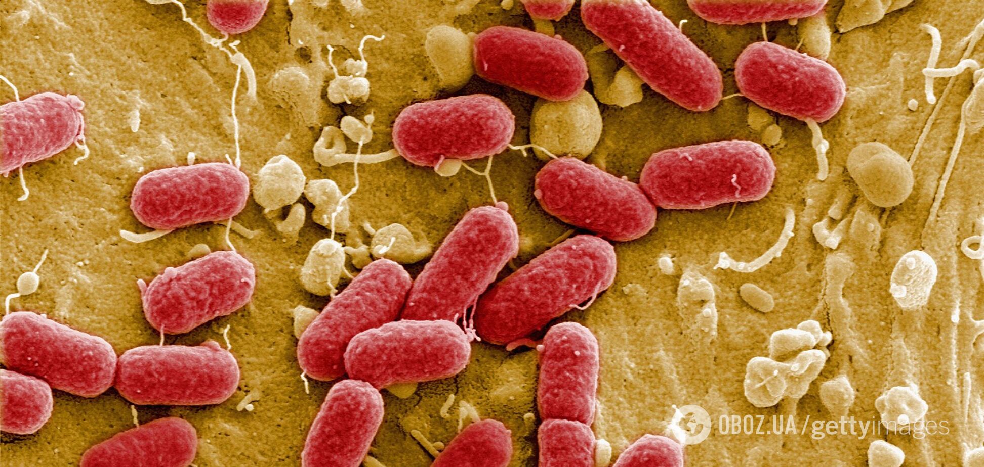 У лабораторії створили 'дзеркальні бактерії', які можуть знищити людство: провідні вчені світу терміново звернулися до колег