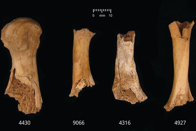 Вчені з'ясували жорстокі подробиці кривавої бійні понад 4000 років тому: канібали з'їли 37 людей