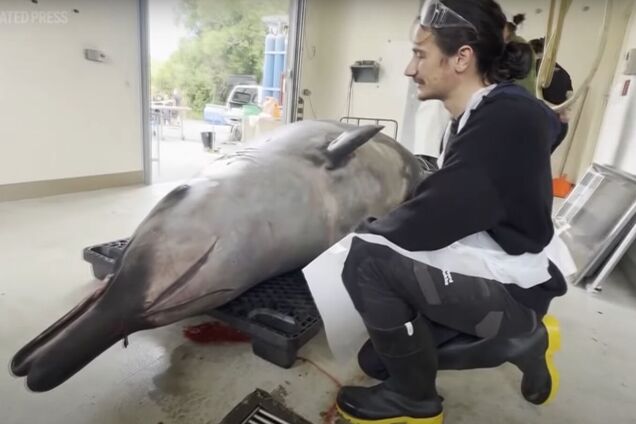 Первое вскрытие самого редкого кита в мире ошарашило ученых. Фото