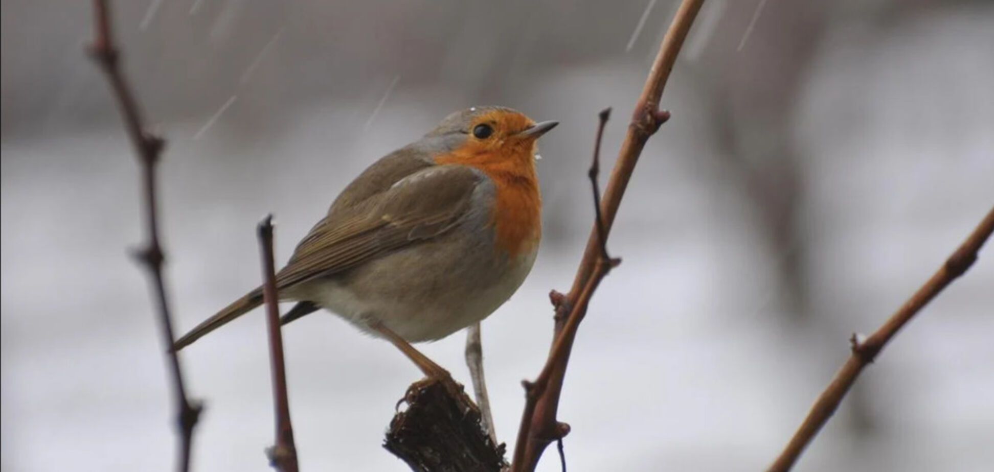 В Украину пришло зимнее потепление с дождями: в Гидрометцентре уточнили прогноз погоды на вторник, 17 декабря
