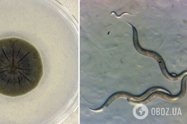 У Чорнобилі виявили гриби та черв'яків, які не реагують на радіацію. Фото