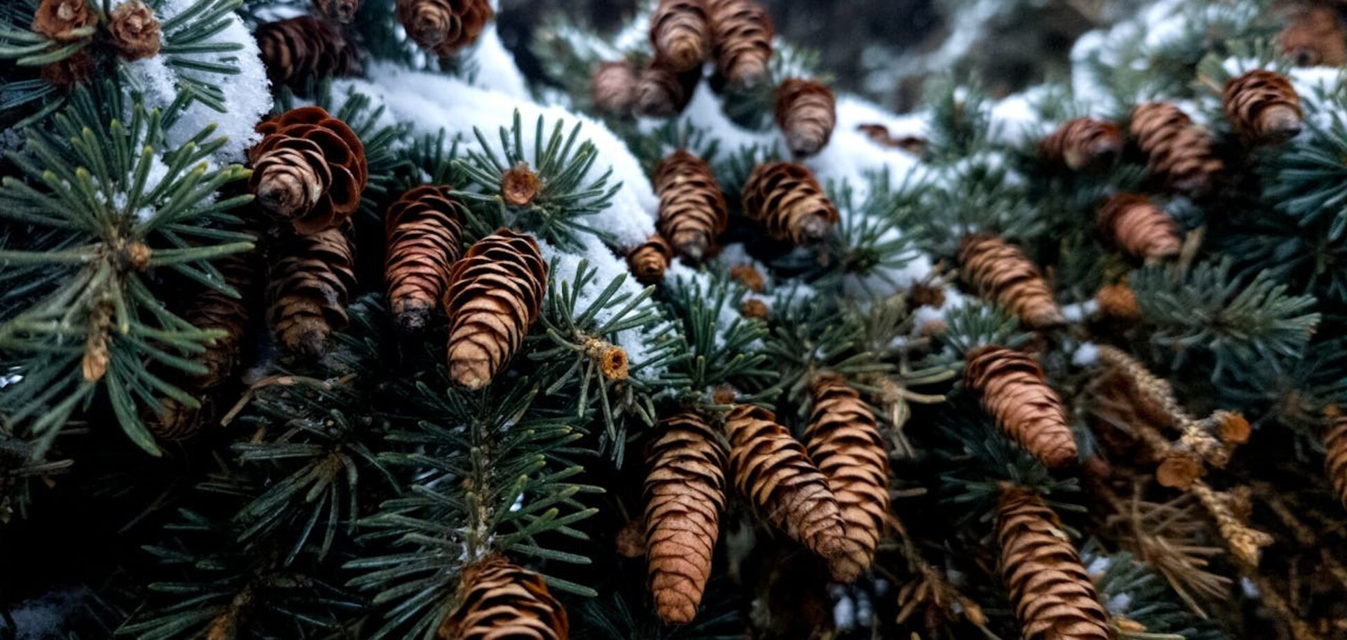 Що робити, щоб жива ялинка довго не обсипалася: дієві хитрощі