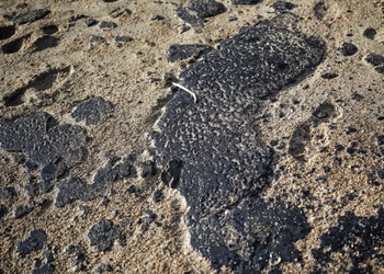 'Последствия будут заметны еще не один год': из-за аварии российских танкеров загрязнено Азовское побережье