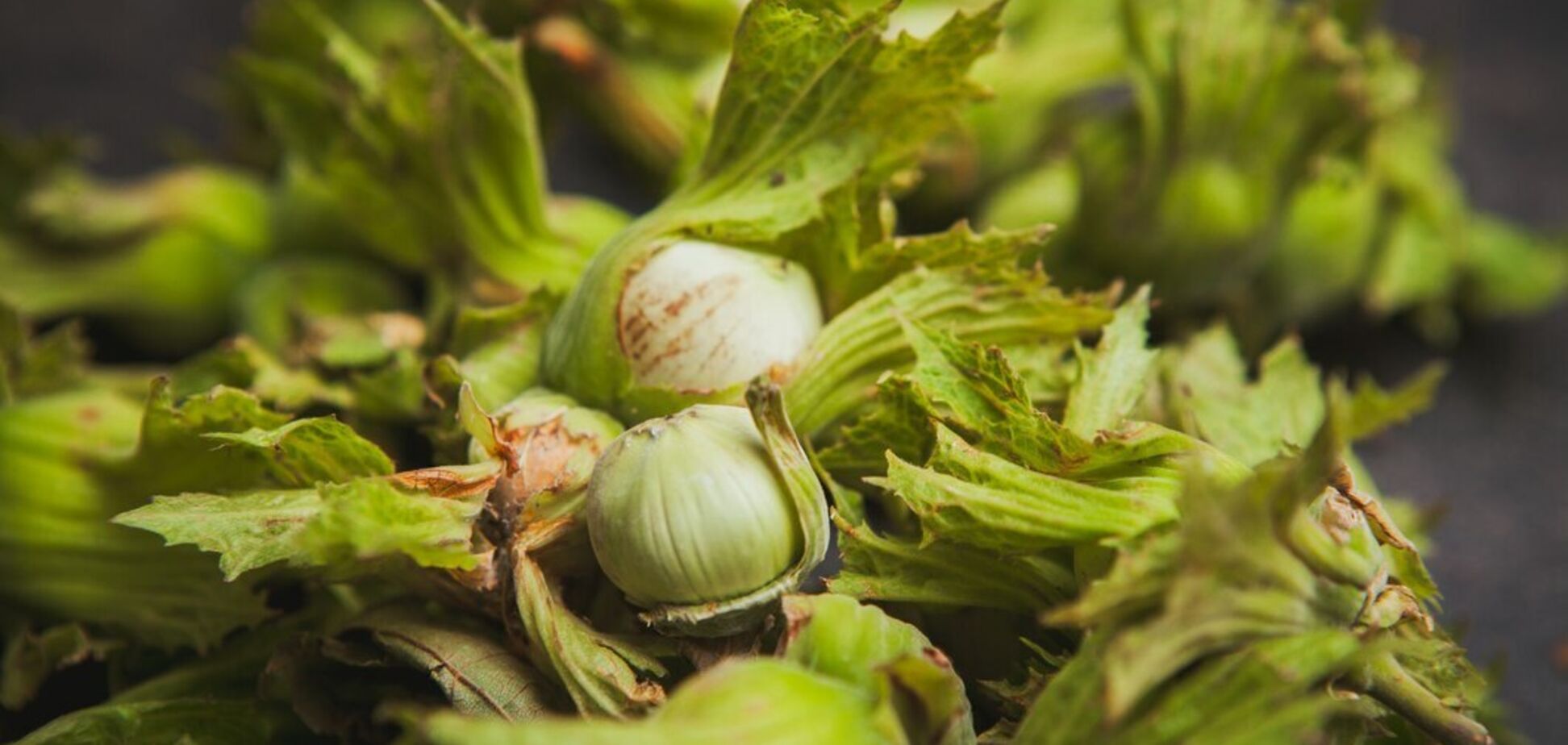 Как назвать куст орешник на украинском: помнят не все