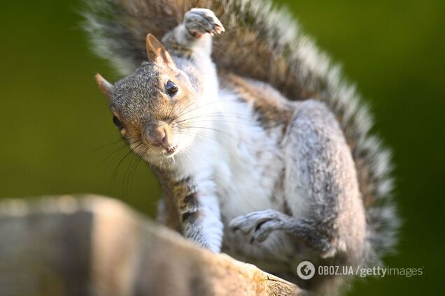Вчені розкрили секрет ховрахів, які можуть прожити без води понад 6 місяців і не відчувають спраги