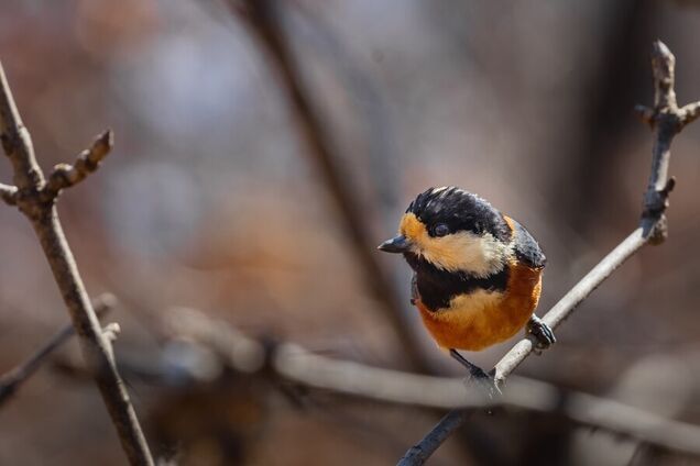 Температурные качели и гололедица: синоптики дали прогноз погоды на среду, 12 февраля
