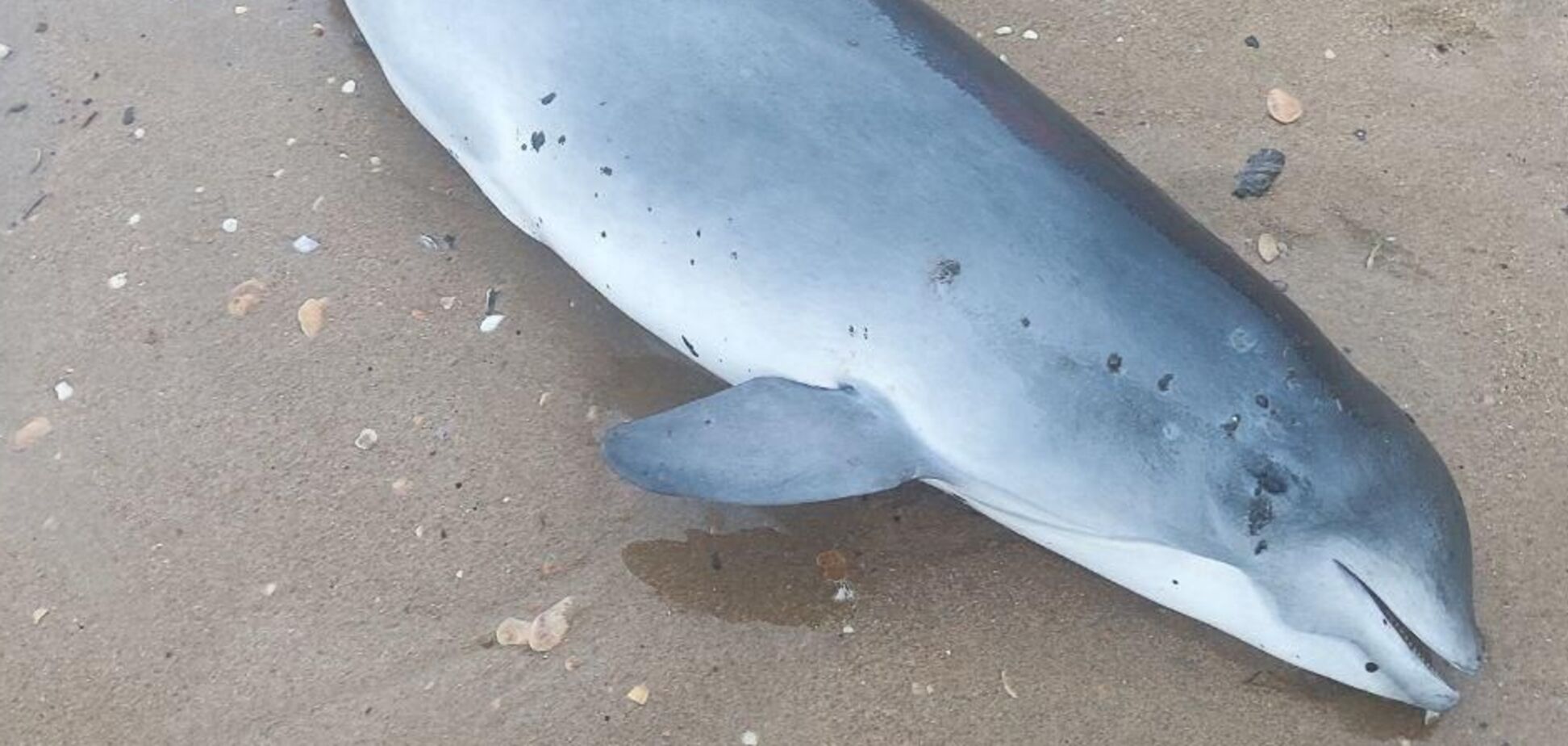 В Краснодарском крае после разлива мазута в Черном море обнаружили мертвых дельфинов. Фото и видео