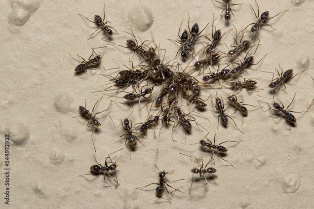 Групповой интеллект муравьев оказался лучше человеческого: что показал эксперимент в лабиринте