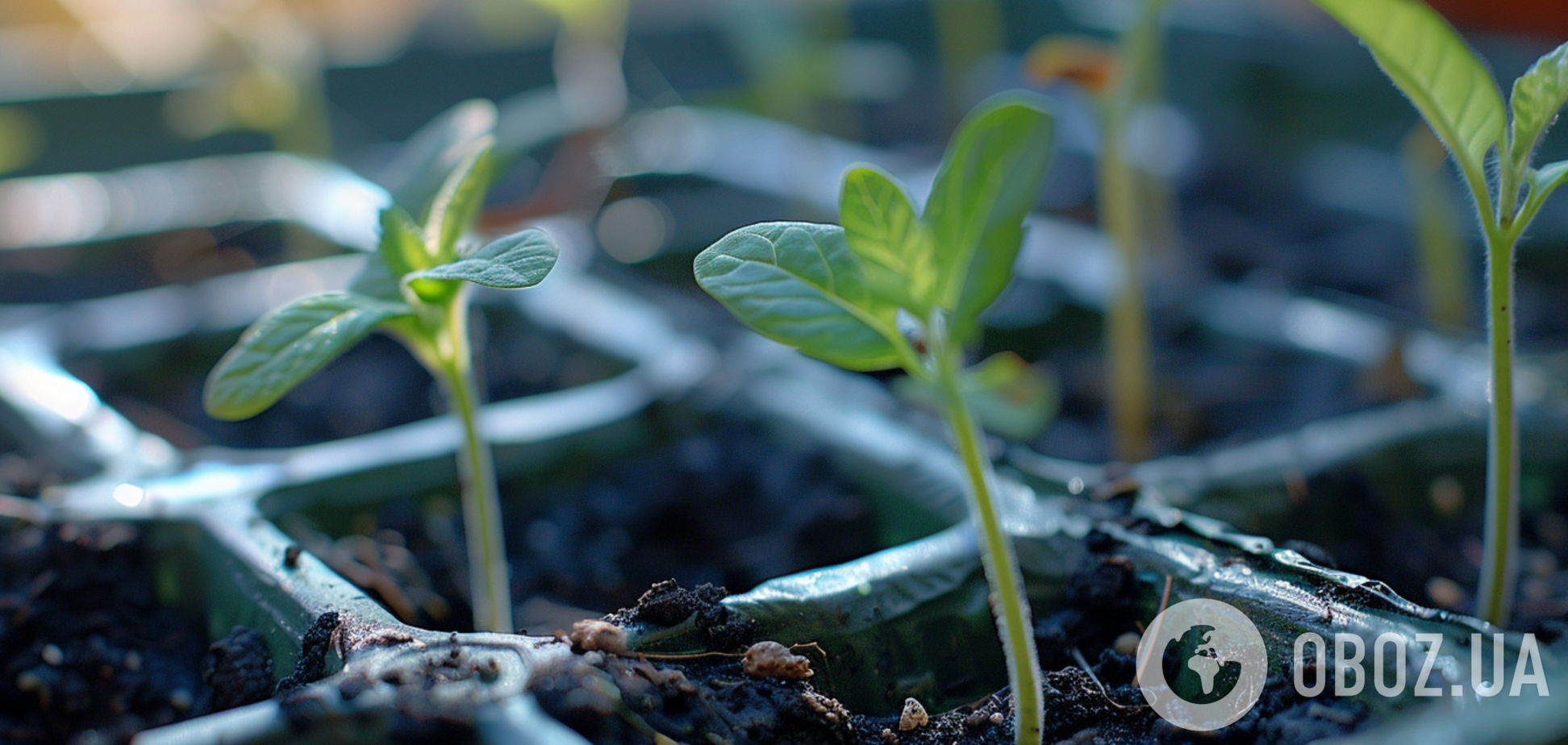 Что начинают сеять в январе: посевной календарь на первый месяц 2025 года