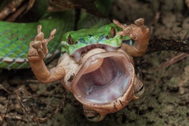 За мить до смерті: фатальний двобій отруйної гадюки та жаби потрапив на моторошне фото