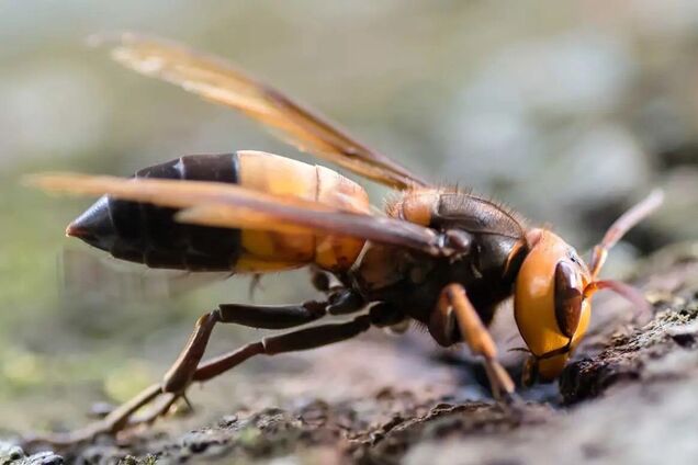 Гигантских шершней из Азии впервые заметили в Европе: как они выглядят и чем угрожают людям