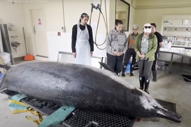 Тайна редчайшего кита в мире может быть разгадана: ученые собрались на 'совещание десятилетия'