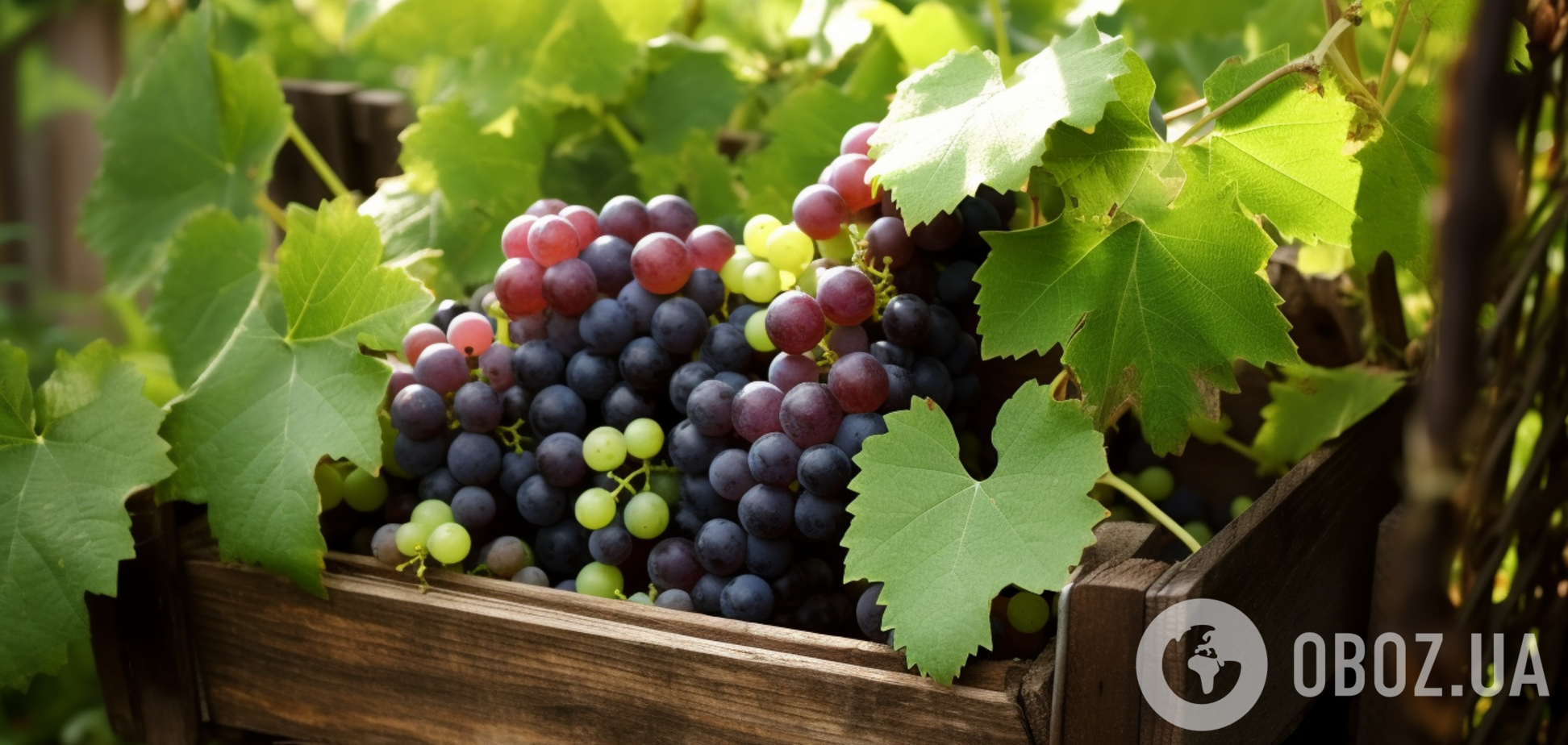 Зачем в Новый год едят 12 виноградин: суть магического ритуала