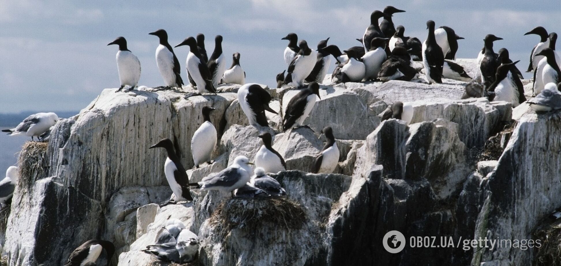 Найбільше вимирання виду в історії. Науковці звинуватили океанську 'пляму' в загибелі мільйонів 'летючих пінгвінів'