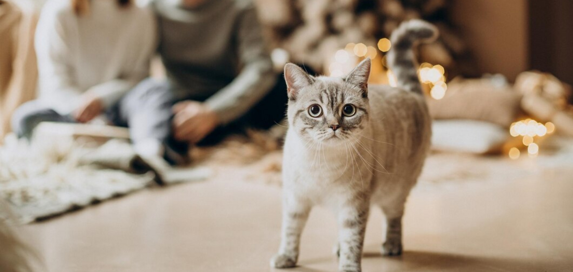 Когда отмечают Кошачий Новый год: суть оригинального праздника