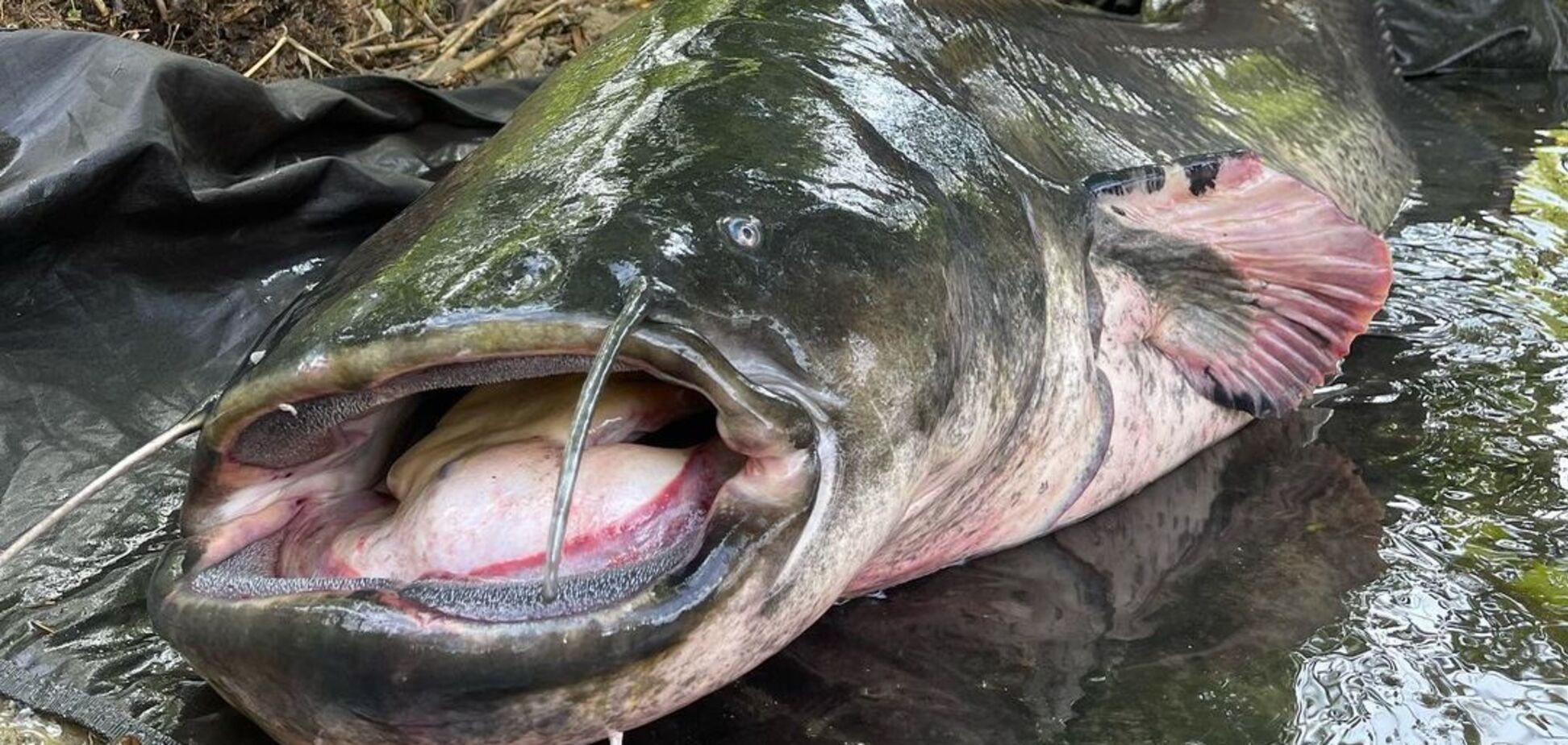 'Ніби з іншої планети!' Польський рибалка спіймав сома довжиною майже три метри: фото гіганта